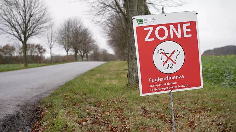 Danimarkada quş qripi xəbərdarlığı : 50 000 toyuq məhv EDİLƏCƏK