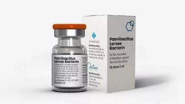 ABŞ Kənd Təsərrüfatı Departamenti arı peyvəndini təsdiqləyib