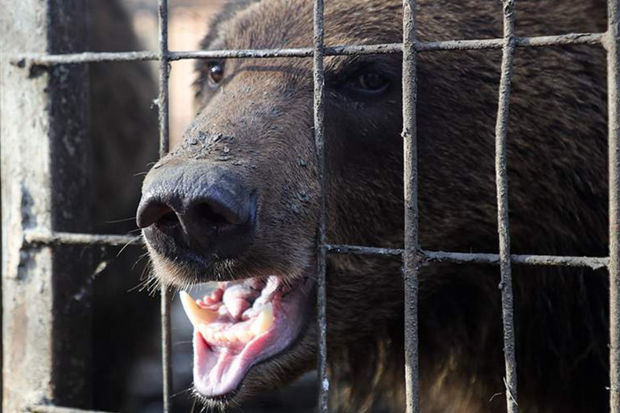 Özbəkistanda zooparkda faciə: Ayı işçini öldürdü