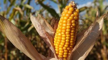 Dünya ərzaq qiymətləri 2022-ci ildə rekord həddə çatıb