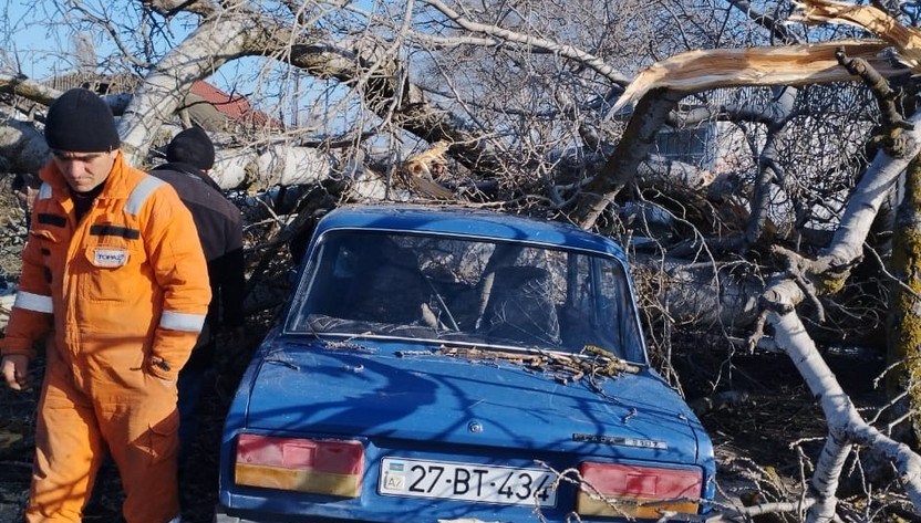 Xaçmazda ağac avtomobilin üstünə aşıb, sürücü xəsarət alıb