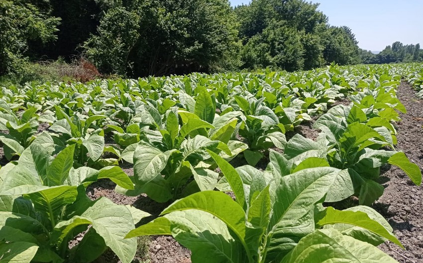 Azərbaycanda tütün əkini sahələrinin azalmasının səbəbi açıqlanıb