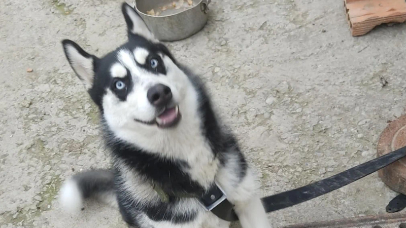 Bakıda xaski itlərinə görə dövlət işçisi saxlanıldı