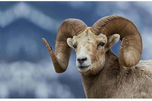 Biləsuvarda qoç yaşlı kişini xəstəxanalıq etdi