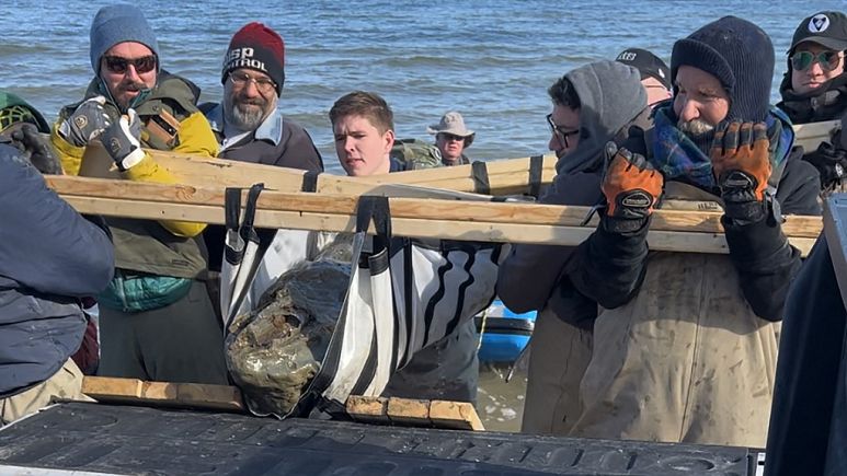 ABŞ-da 12 milyon illik balina tapılıb