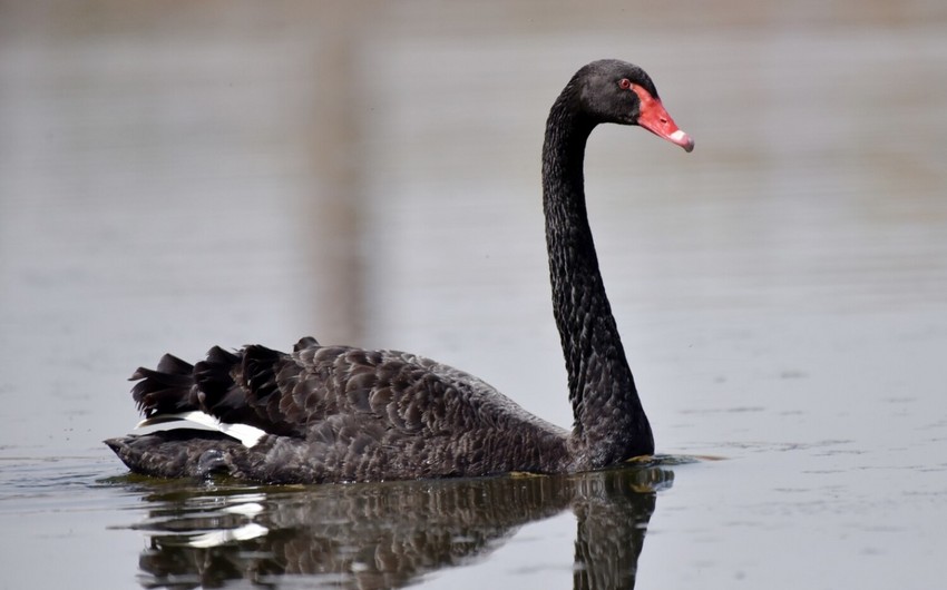 Опасный вирус может уничтожить редкого черного лебедя