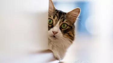 Hollandiyada pişiklərin mikroçip olması tələb olunur