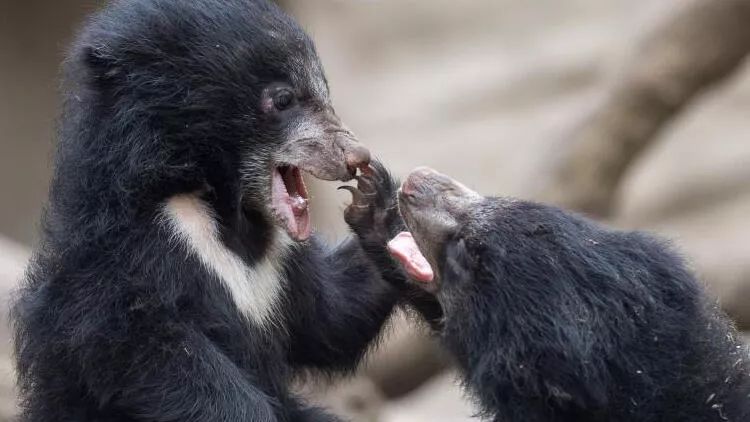 Belçikada təyyarədə qalan 3 ayı soyuqdan ölüb
