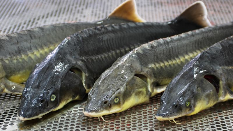 Azərbaycanda bu balığın bir kilosu 120 manata satılır