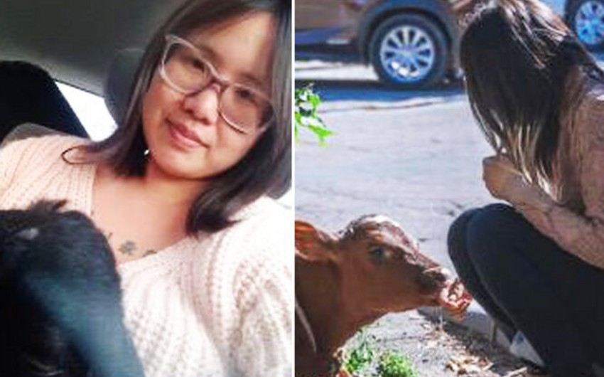 Moskvada Qırmızı meydanda buzovla gəzən ABŞ vətəndaşı saxlanılıb