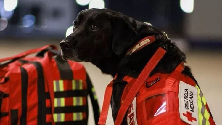 Meksika məşhur axtarış-xilasetmə itlərini Türkiyəyə göndərir