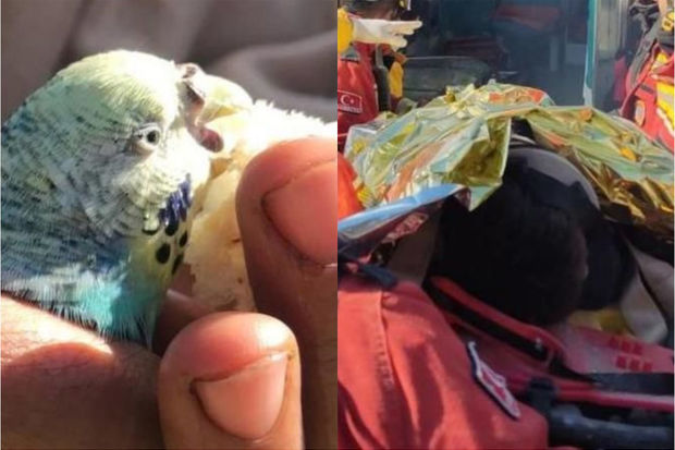 Kahramanmaraşda 13 yaşlı qız 55 saat sonra dağıntılar altından əlində tutuquşu ilə sağ çıxarıldı - FOTO