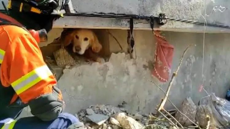 Portuqaliyadan gələn qrup Antakyada bir iti xilas etdi