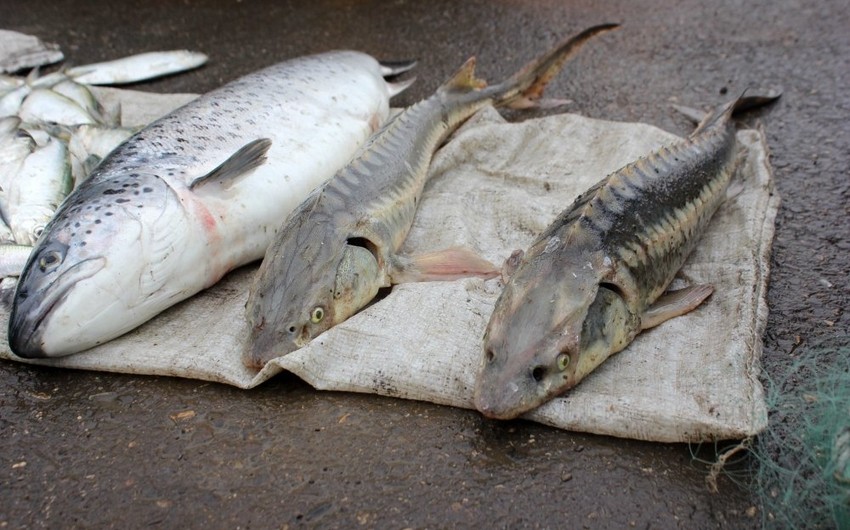 Qanunsuz ovlanmış balıqların satışı ilə məşğul olan şəxslər saxlanılıb