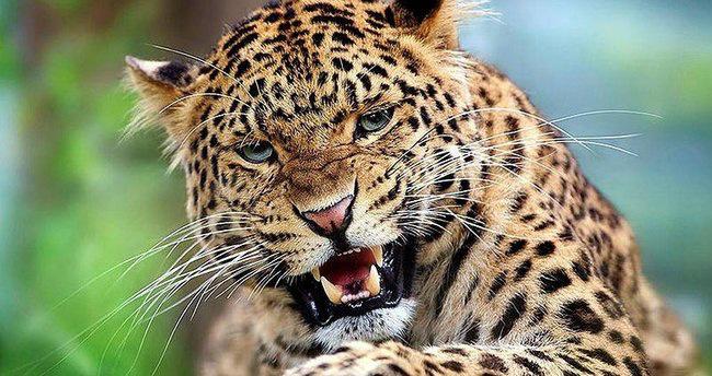 Pakistanın şəhərinə enən bəbir 3 nəfəri yaraladı