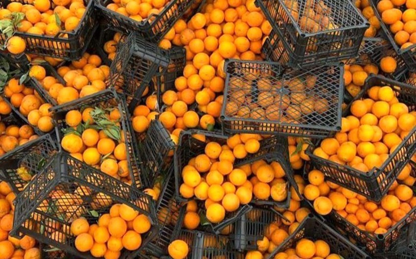 İrandan Azərbaycana gətirilən 20 tona yaxın zərərli portağal məhv edilib