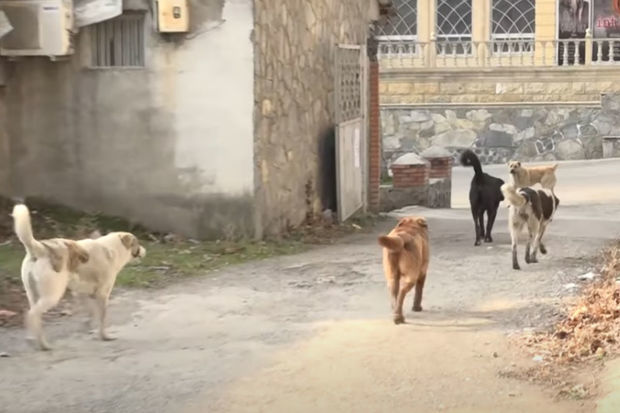 Masallıda üç it 40 yaşlı kişini parçalayıb öldürdü, iki nəfər xəstəxanaya yerləşdirildi