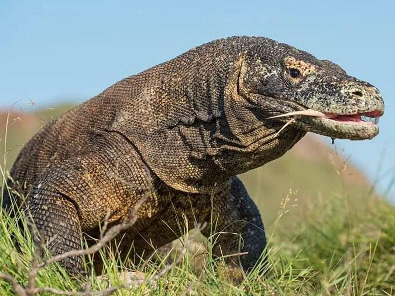 Əjdaha çöl donuzunu birdəfəyə uddu - VİDEO