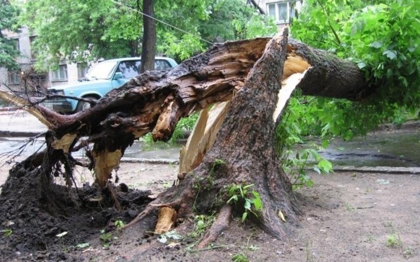 Şəkidə 29 yaşlı şəxsin üzərinə ağac aşaraq ölüb