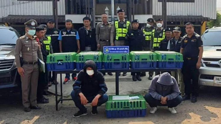 Avtomobilin baqajında onlarla meymun tapılıb