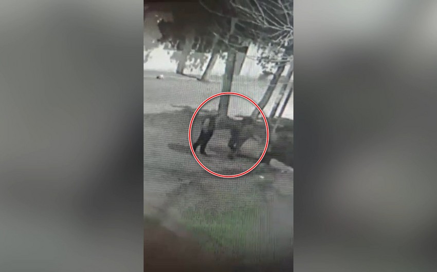 Gəncədə quldurluq və oğurluq etməkdə şübhəli bilinən şəxslər saxlanılıb