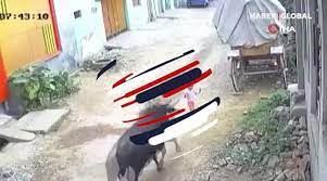 Vəhşi buğa 4 yaşlı uşağa belə hücum etdi - VİDEO