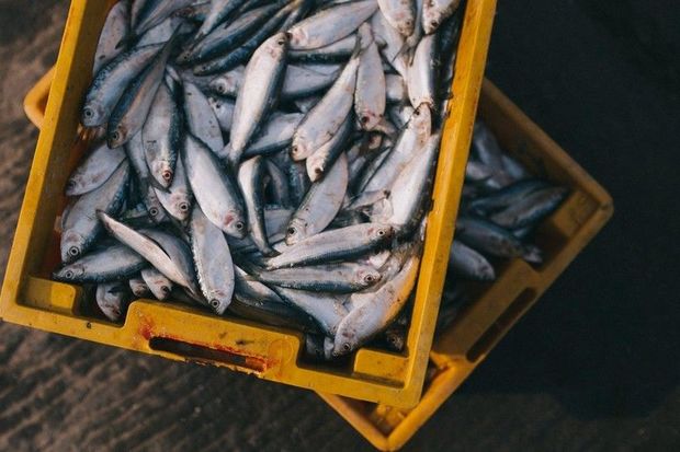 Saatlıda qanunsuz balıq ovu ilə məşğul olan şəxs saxlanılıb - FOTO