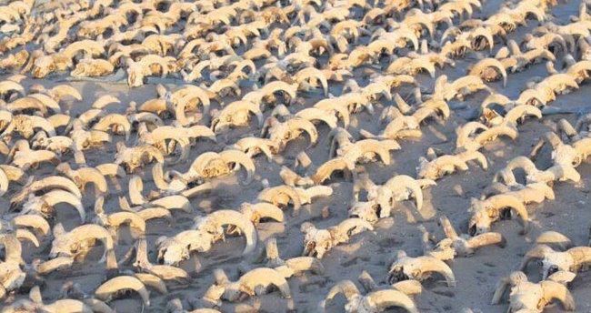 Misirdə 2000 mumiyalanmış qoç başı tapılıb