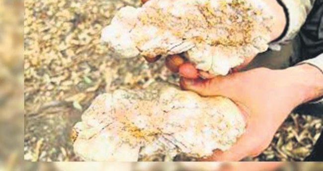 Həvəskar mədənçi qızıl qaya tapıb