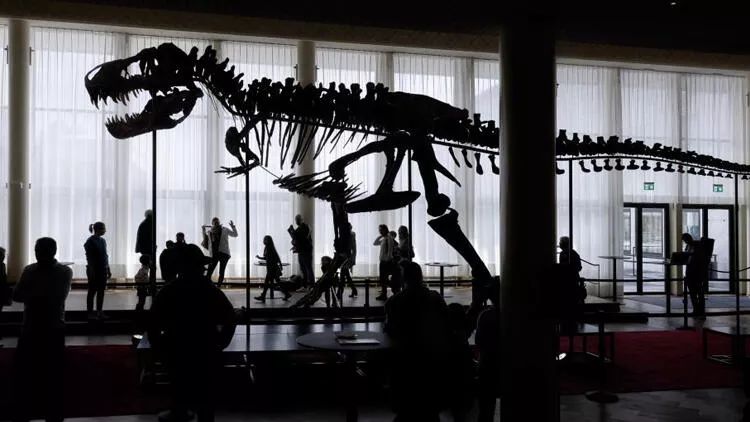 İsveçrədə nəhəng dinozavr skeleti hərraca çıxarılacaq