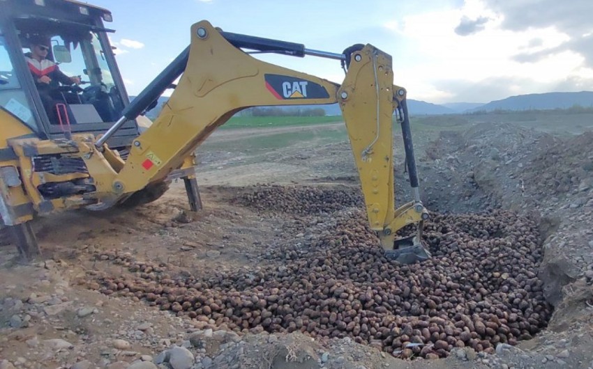 Gürcüstandan Azərbaycana gətirilən 24,5 ton kartof zərərvericilərə görə məhv edilib
