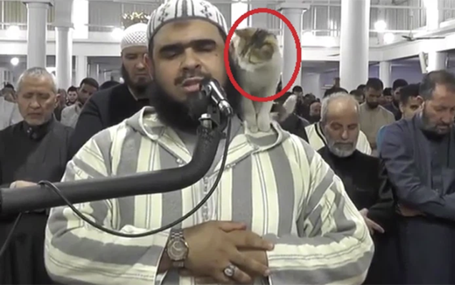 Pişik məsciddə namaz qılan imama belə mane oldu - Video