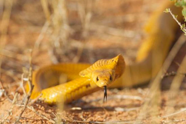 Təyyarədə həyəcan: Afrikanın ən zəhərli ilanlarından biri uçuş vaxtı pilota hücum etdi
