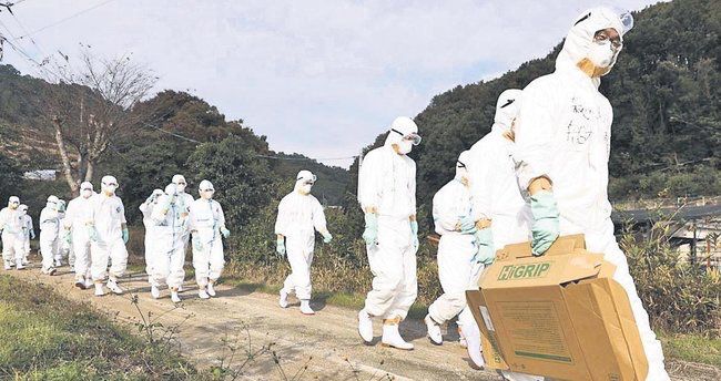 Yaponiyada 17 milyon toyuq məhv edilib