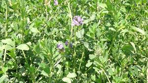 Biləsuvarda yonca sahələrinə zərərverici həşəratlar yayılıb