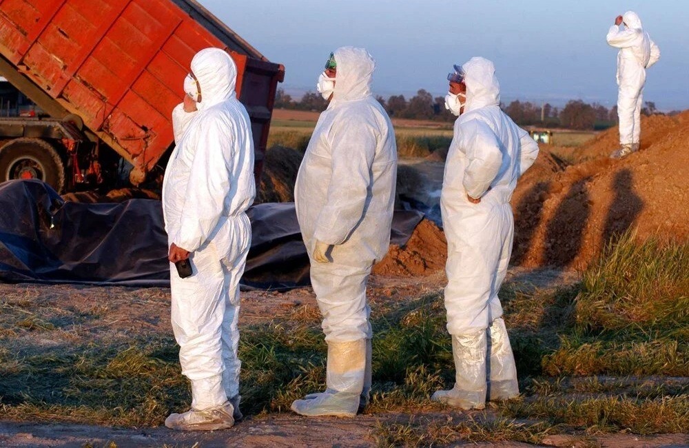 Quş qripi mutasiya edir: Virus insanlarda daha yoluxucu və ölümcül ola bilər