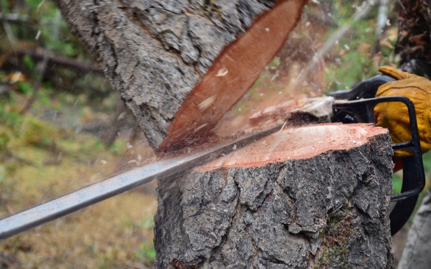 Qusarda qanunsuz fəaliyyət göstərən taxta sexləri aşkarlanıb