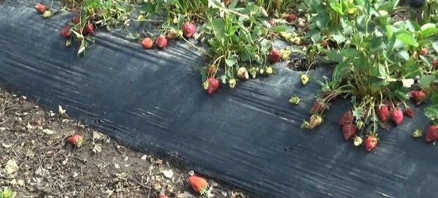 Güclü yağış, tufan və dolu Cəlilabadda çiyələk sahələrinə zərər vurub - FOTO