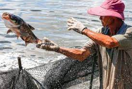 Bu gündən Azərbaycanda balıq ovu qadağan edilib