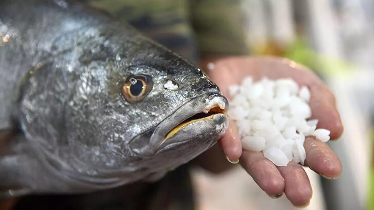 3D çap edilmiş balıq bazara çıxdı