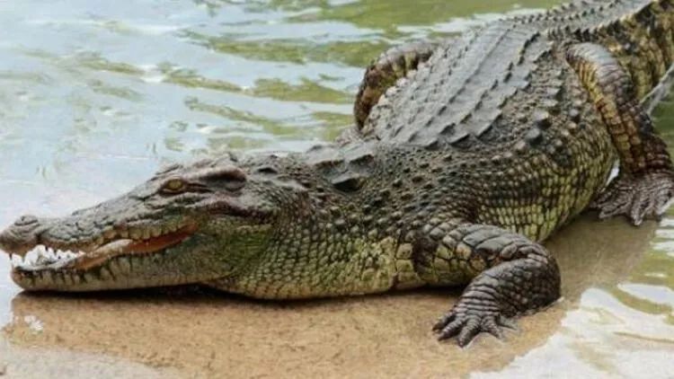 Timsahın içərisində itkin düşən adamın meyiti tapılıb