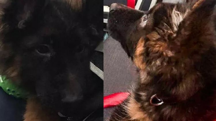 Türkiyə Proteonun xatirəsinə Meksikaya bala it göndərib