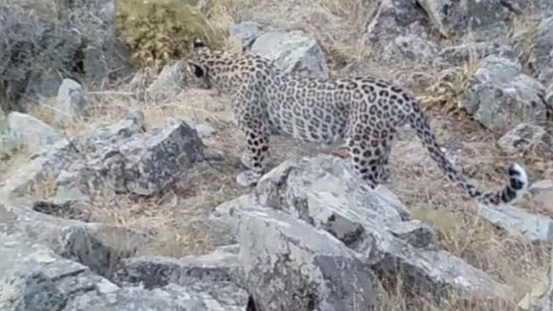 Azərbaycanda bəbirin maraqlı ov görüntüləri (VİDEO)