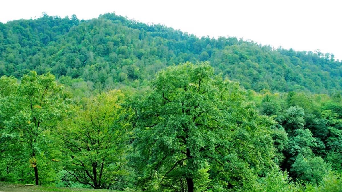 Astara meşəsində kişi meyidi aşkar edildi
