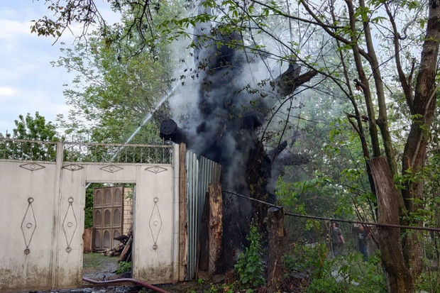 В Габале намеренно подожгли дерево