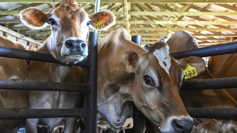 Avropa İttifaqı Hollandiyada təsərrüfatların azaldılması planını təsdiqlədi