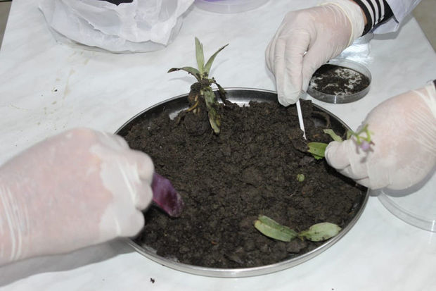 Naxçıvanda Xarıbülbül əkiləcək - FOTO