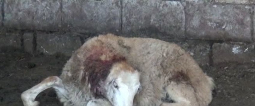 İmişlidə sahibsiz itlər xırdabuynuzlu heyvanları parçalayıb