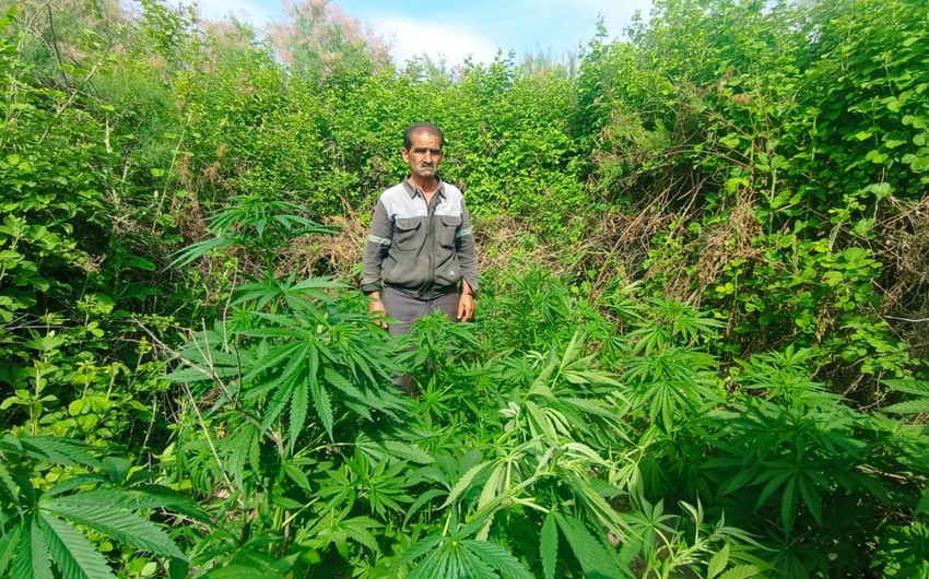 Kür çayının sahilində narkotik yetişdirən şəxs saxlanılıb