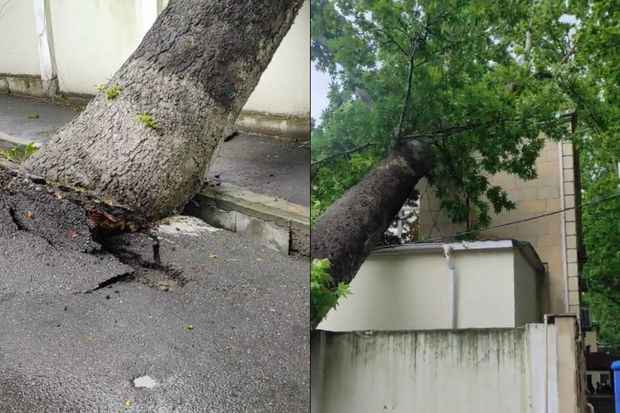 Azərbaycanda irigövdəli ağac məhkəmə binasının üzərinə aşdı - VİDEO